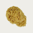 sea sponge, honeycomb