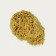 Sea Sponge, Honeycomb